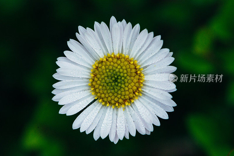 Erigeron karvinskianus